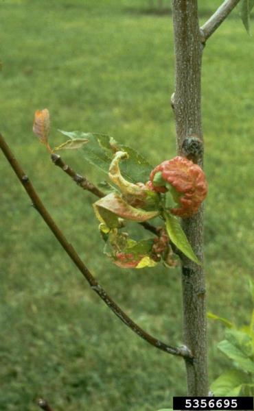 : Wucherling-Taphrina deformans