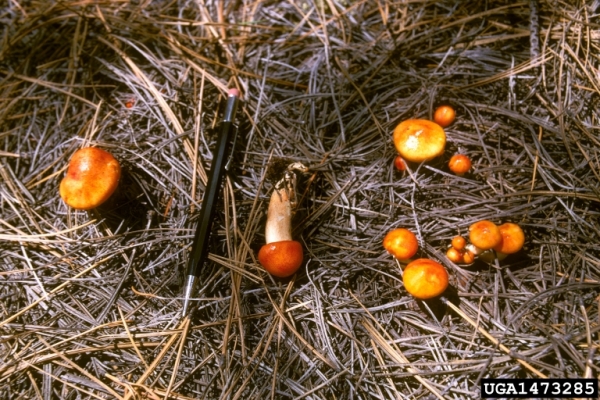 Orangegelber Lärchenschneckling-Hygrophorus speciosus