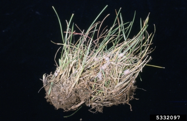 Rotspitzigkeit-Laetisaria fuciformis