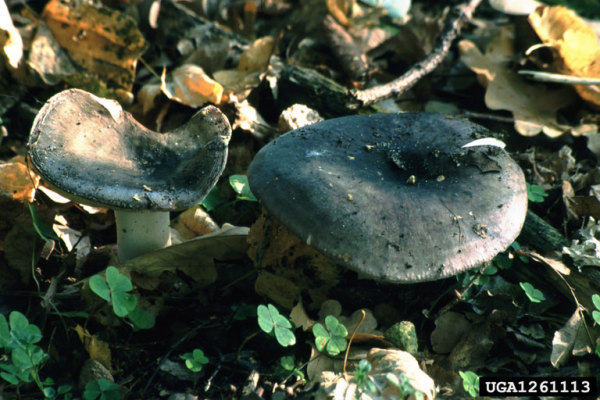 Papageitäubling-Russula ionochlora