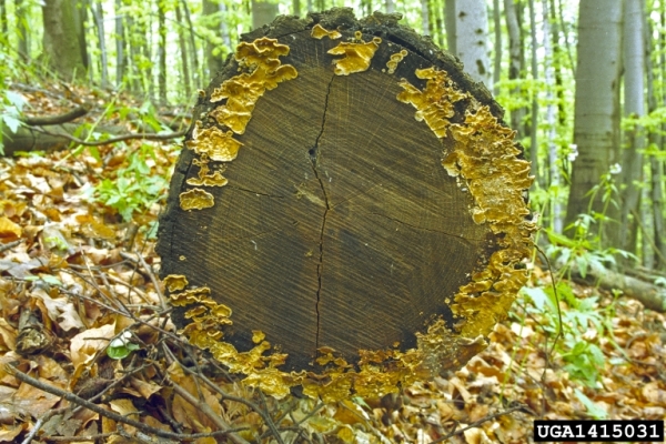Zottiger Eichen-Schichtpilz-Stereum gausapatum