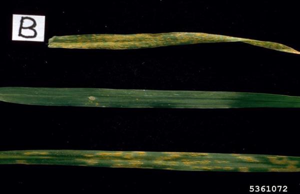 Kronenrost des Hafers-Puccinia coronata var. avenae