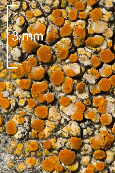 :-Caloplaca flavovirescens