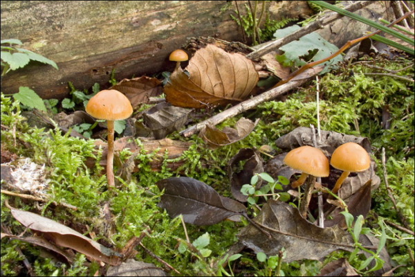 Überhäuteter Häubling-Galerina autumnalis