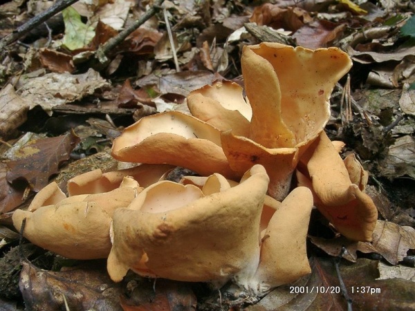 Eselsohr-Otidea onotica