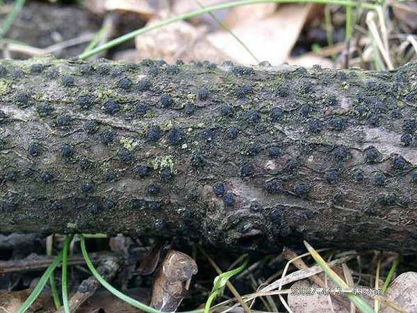 Eichen-Eckenscheibchen-Diatrypella quercina
