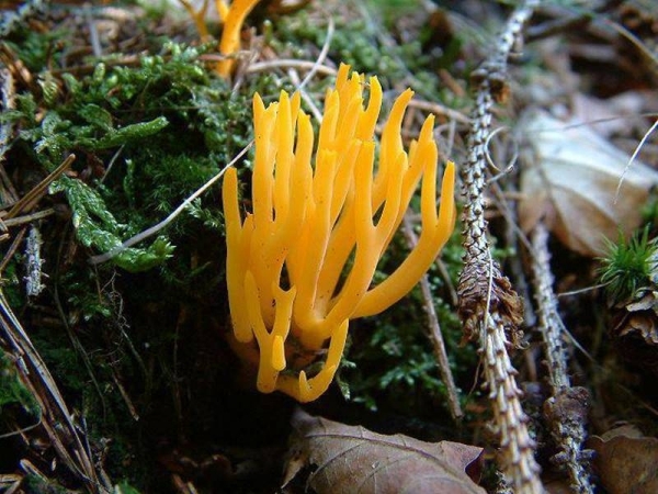 Klebriger Hörnling-Calocera viscosa