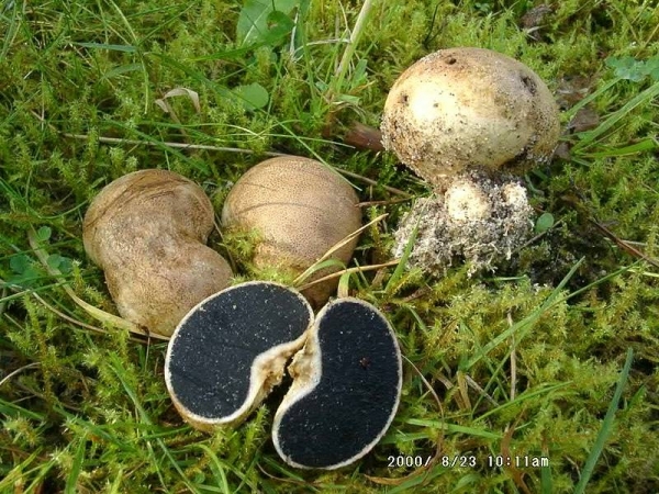 Gelbflockiger Hartbovist-Scleroderma bovista