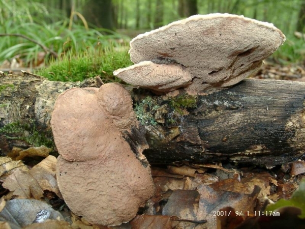 Zimtfarbener Weichporling-Hapalopilus rutilans