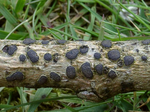 Blasiges Eckenscheibchen-Diatrype bullata