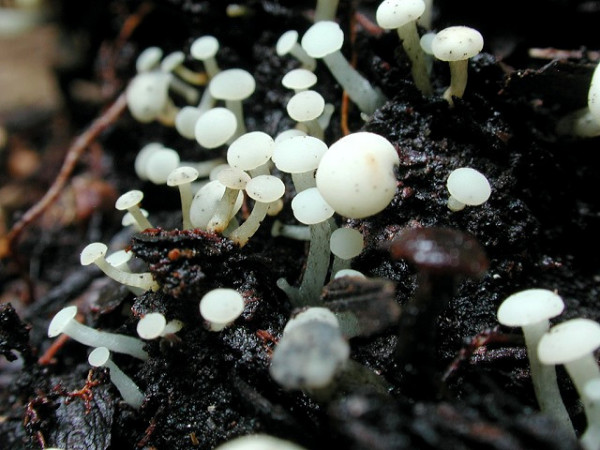 Dünnstieliger Helmkreisling-Cudoniella acicularis
