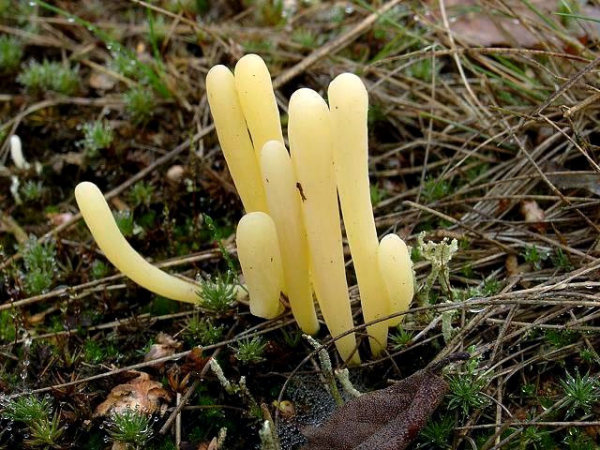 Heide-Keule-Clavaria argillacea
