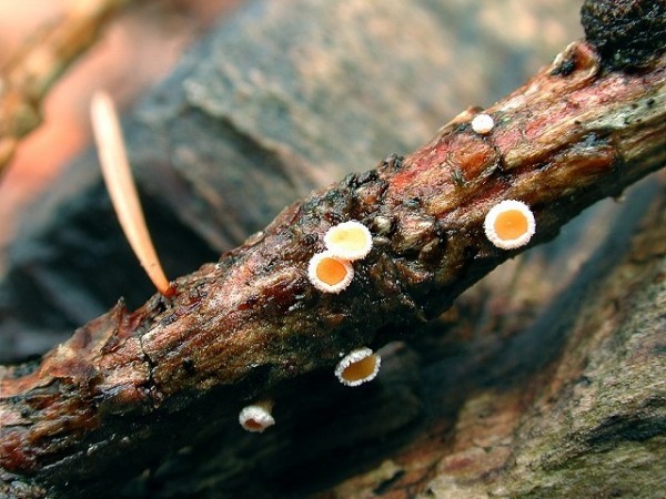 Lärchen-Haarbecherchen-Lachnellula occidentalis