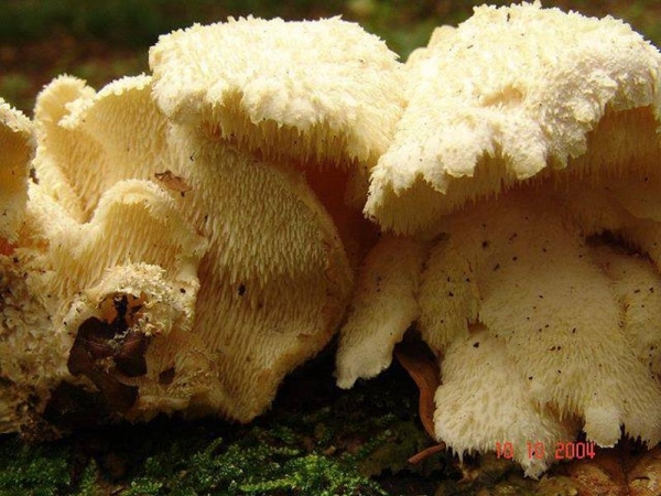 Dorniger Stachelbart-Creolophus cirratus