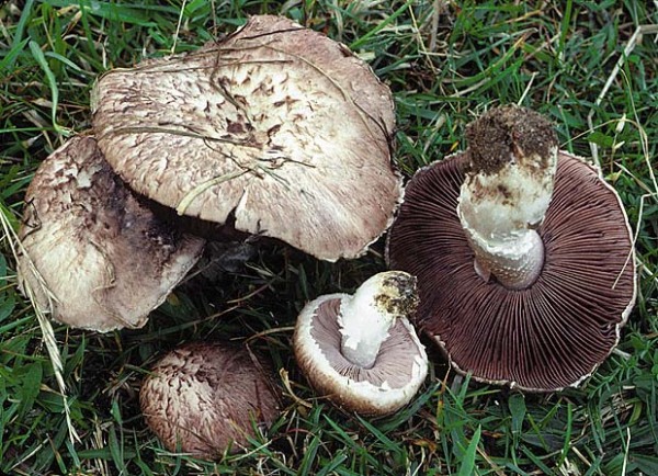 Kupferbrauner Egerling-Agaricus cupreobrunneus