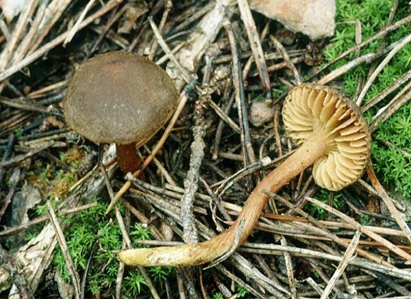 Gelbblättriger Scheinrübling-Callistosporium luteo-olivaceum