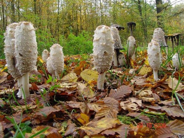 Schopftintling-Coprinus comatus