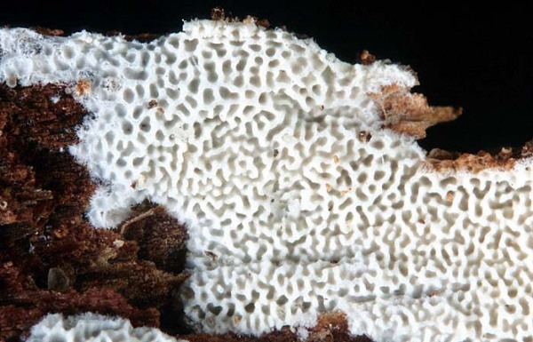 Netziger Wachsporling-Ceriporia reticulata