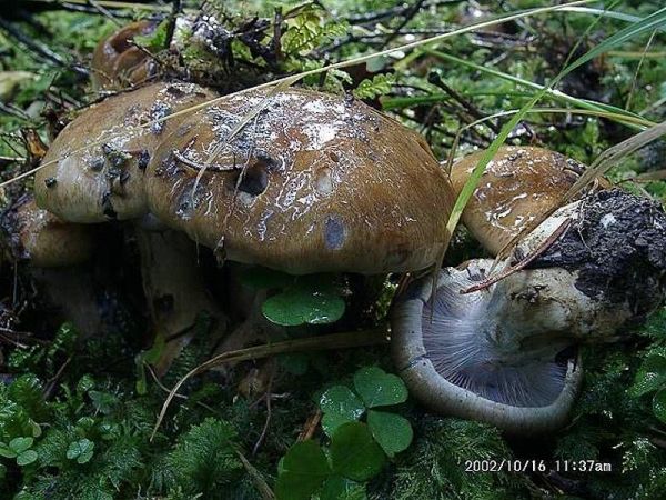 Knollenloser Klumpfuss-Cortinarius glaucopus
