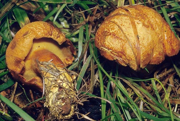 Nadelholz-Pulverröhrling-Buchwaldoboletus lignicola