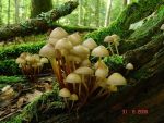 Buntstieliger Helmling-Mycena inclinata