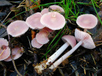 Rosa Rettich-Helmling-Mycena rosea