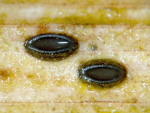 Schilf-Spaltlippe-Lophodermium arundinaceum