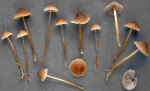 Braunschneidiger Wiesenhelmling-Mycena olivaceomarginata