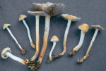 Holzmulch-Träuschling-Leratiomyces percevalii