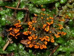 ?-Trichia decipiens
