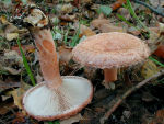 Birkenmilchling-Lactarius terminosus