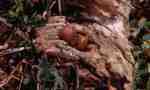 Blutmilchpilz-Lycogala epidendrum