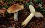 Rotfleckender Kiefernritterling-Tricholoma stans