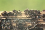 : Haarbecherchen-Trichopezizella relicina