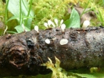 Schneeweißes Fadenkeulchen-Typhula spathulata