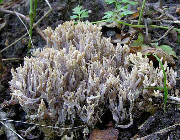 Graue Blasskoralle-Clavulina cinerea
