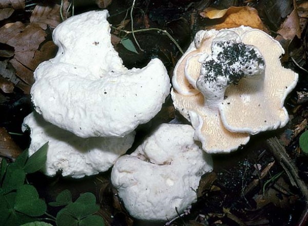 Weißer Stoppelpilz-Hydnum albidum