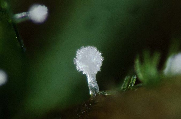 : Pistillina-Pistillina thaxteri