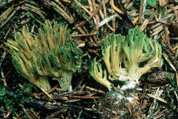 Grünfleckende Koralle-Ramaria abietina