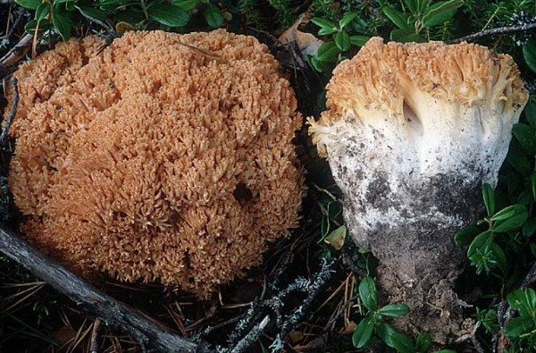 : Ramaria-Ramaria flavicingula