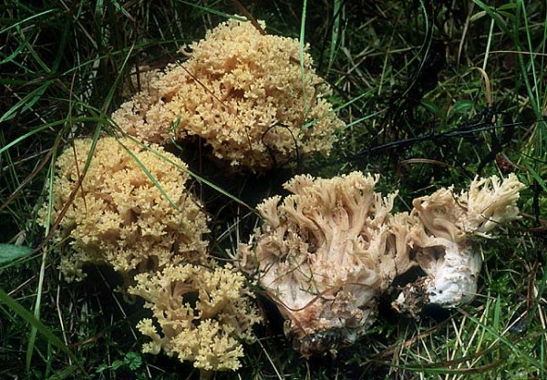 Abgestutzte Koralle-Ramaria schildii
