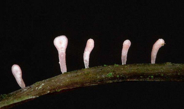 :-Typhula micans