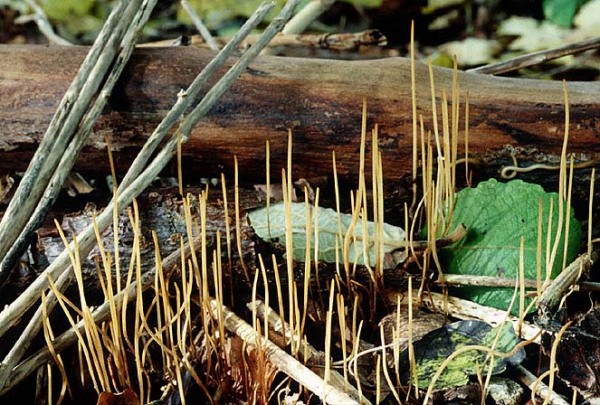 Linsen-Fadenkeulchen-Typhula phacorrhiza