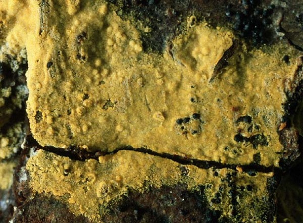 Goldgelbe Pilzmembrane-Athelidium aurantiacum