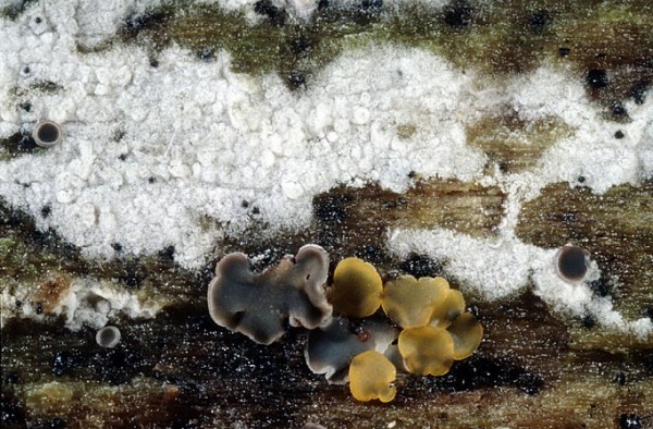 Weißliche Traubenbasidie-Botryobasidium candicans