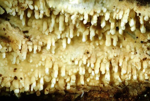 Gallischer Rindenpilz-Cristinia gallica