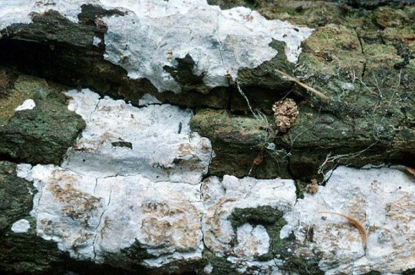 Zahnhaut-Dendrothele acerina