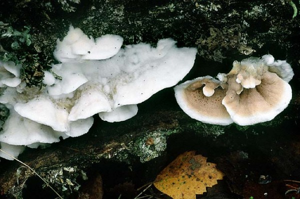 Zweifarbiger Porling-Gloeoporus dichrous