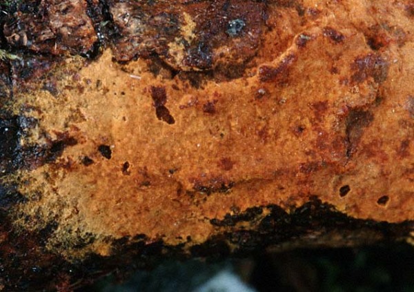 Zimtfarbener Borstenscheibling-Hymenochaete cinnamomea