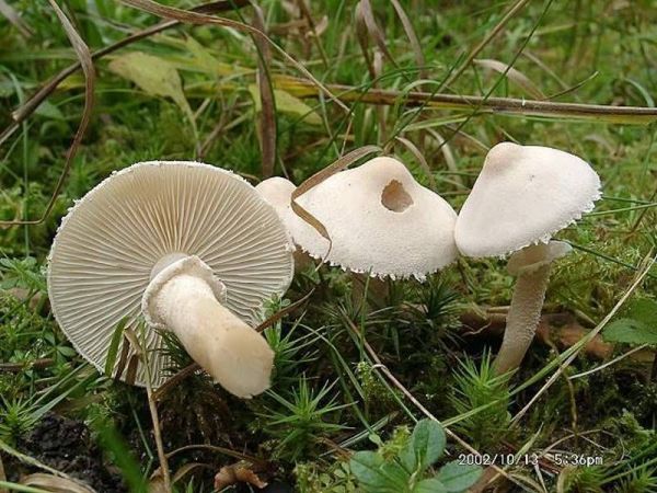 Starkriechender Körnchenschirmling-Cystoderma carcharias
